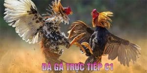 Đá gà mạng C1